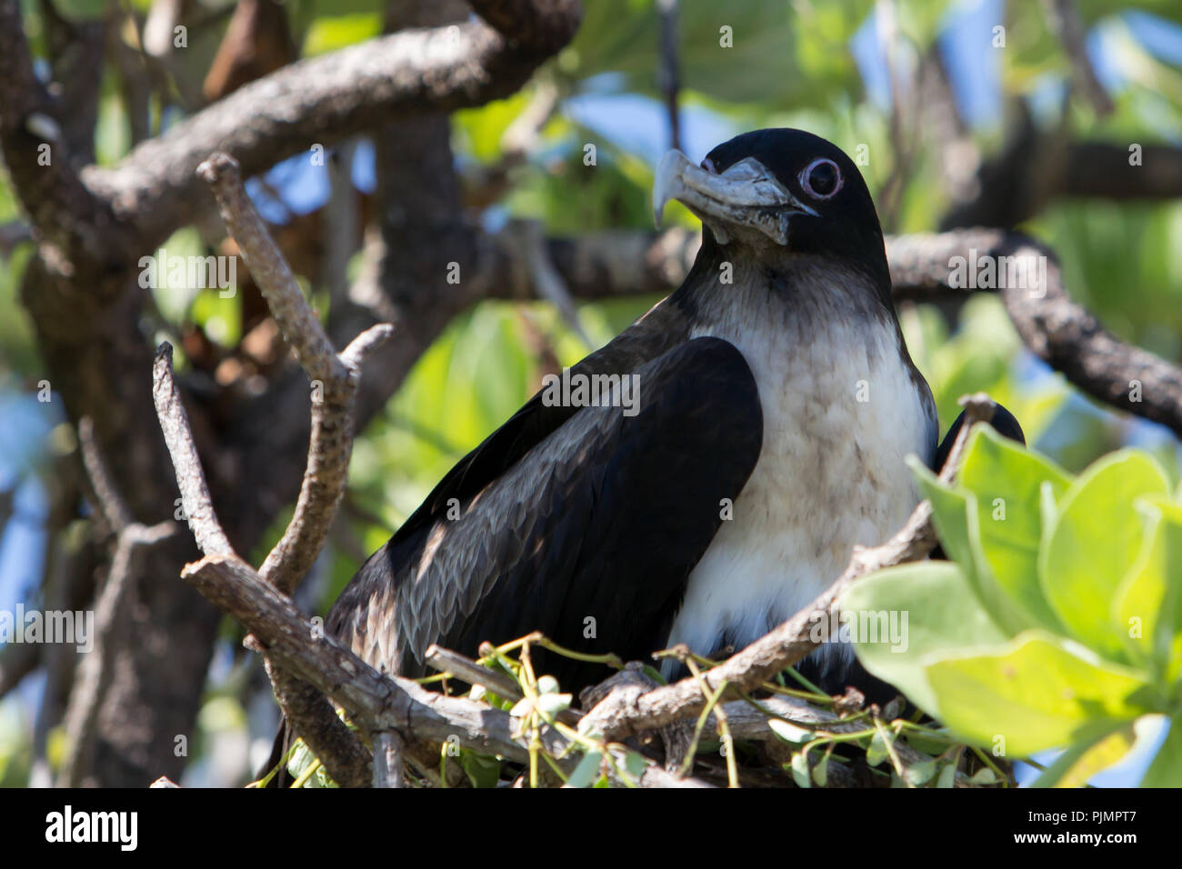 Frigatebirds Verschachtelung auf eines der kleinen Motus im Millennium Atoll der Southern Line Inseln von Kiribati. Stockfoto