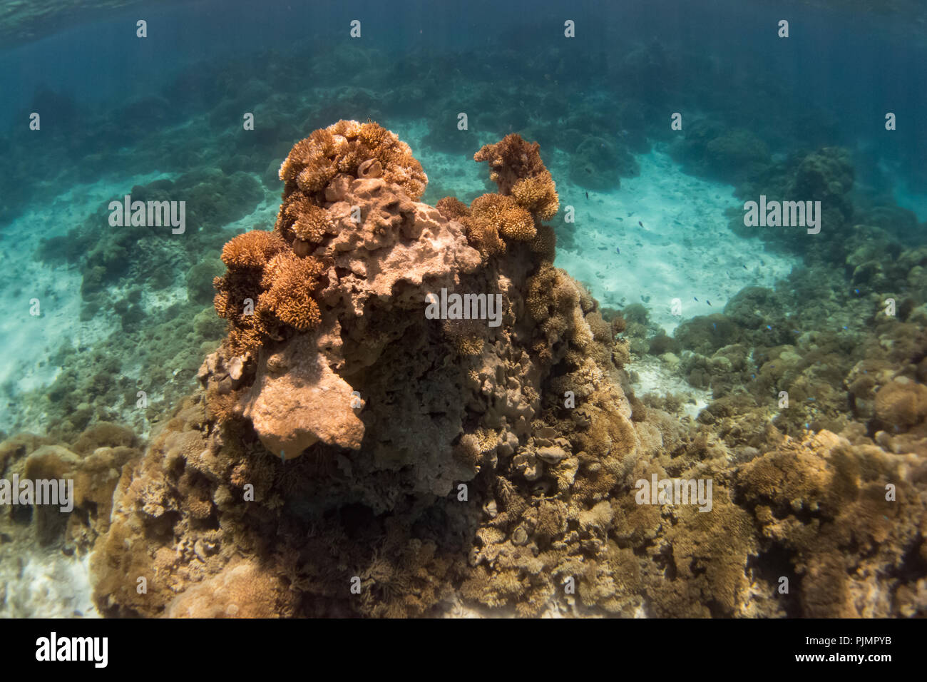 Schnorcheln in der inneren Lagune im Millennium Atoll, die tote Korallen und Muscheln Tridacna durch Klimawandel und Korallenbleiche. Stockfoto