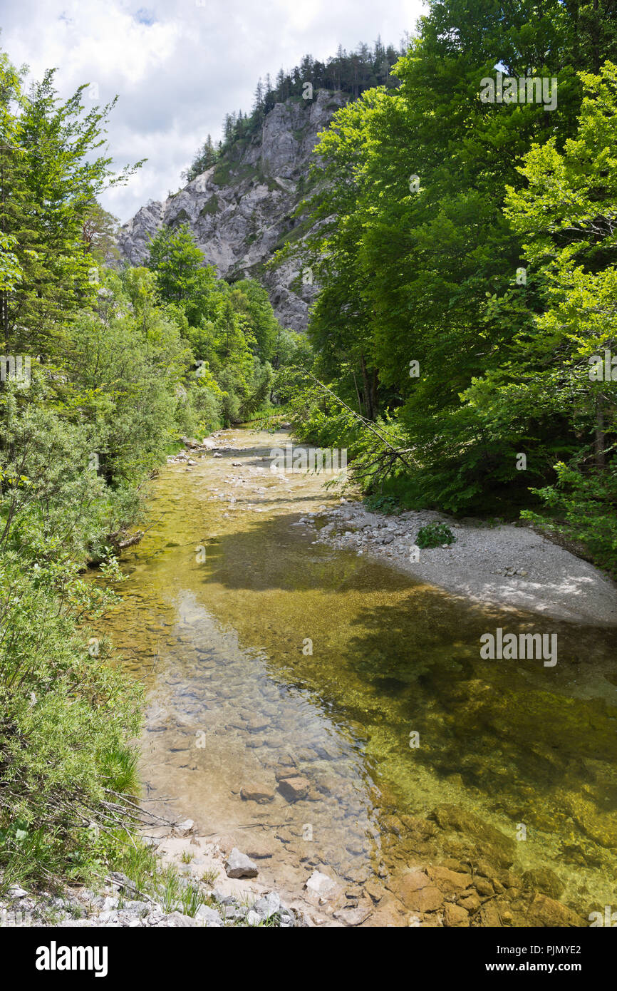 Spektakuläre felsige Schlucht mit Gebirgsbach in der Wildnis der Ötschergräben in den österreichischen Alpen. Stockfoto