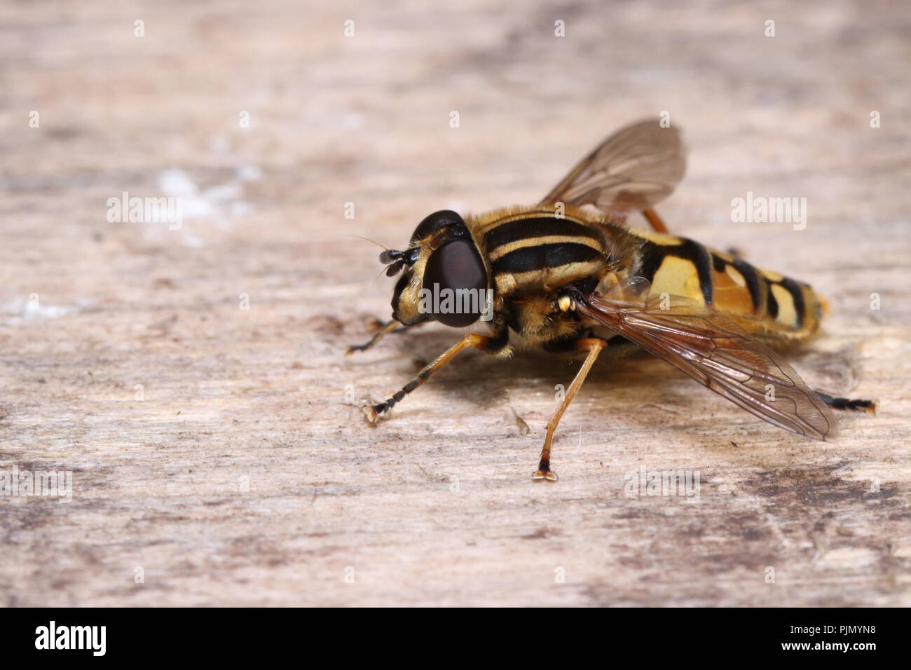 Helophilus pendulus Fliegen hoverfly Makro Nahaufnahme Stockfoto