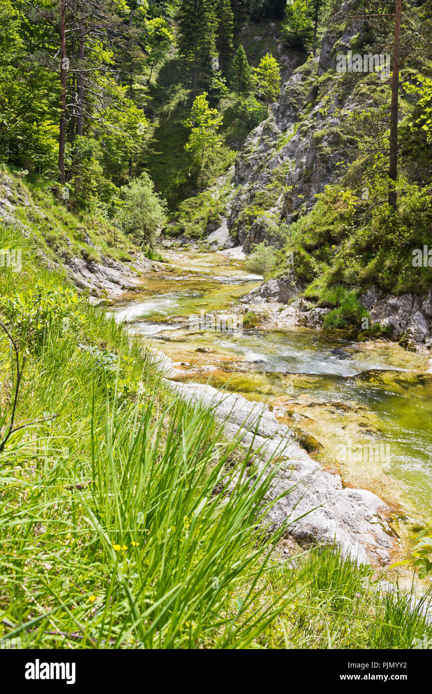 Crystal Clear Mountain Stream in der Wildnis der Ötschergräben in den österreichischen Alpen. Stockfoto
