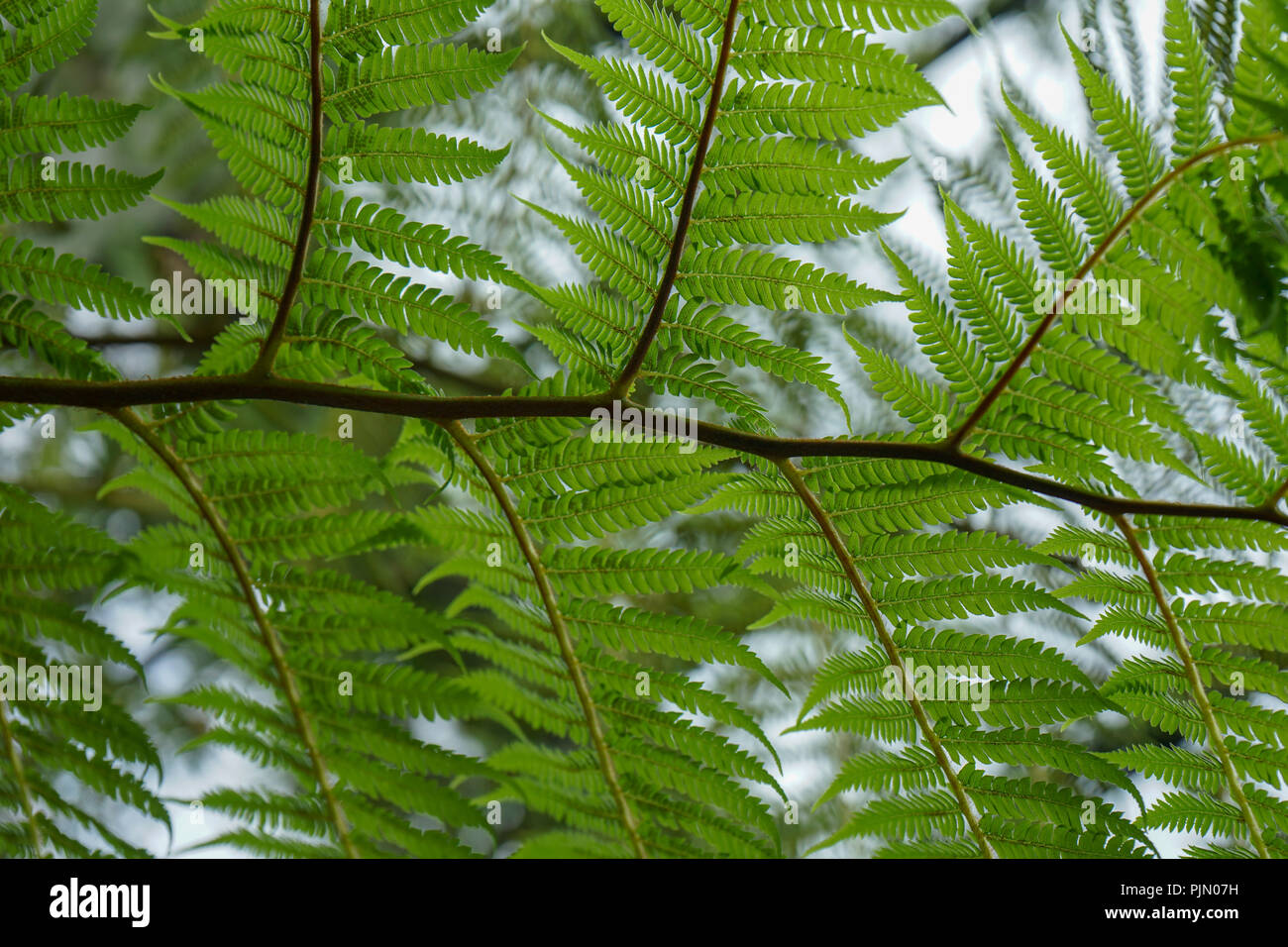 Lacy farn blatt baum -Fotos und -Bildmaterial in hoher Auflsung  Alamy