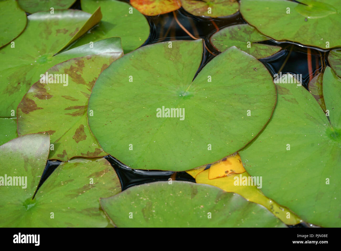Große grüne Blätter Seerose im Teich Wasser Hintergrund design Struktur Stockfoto