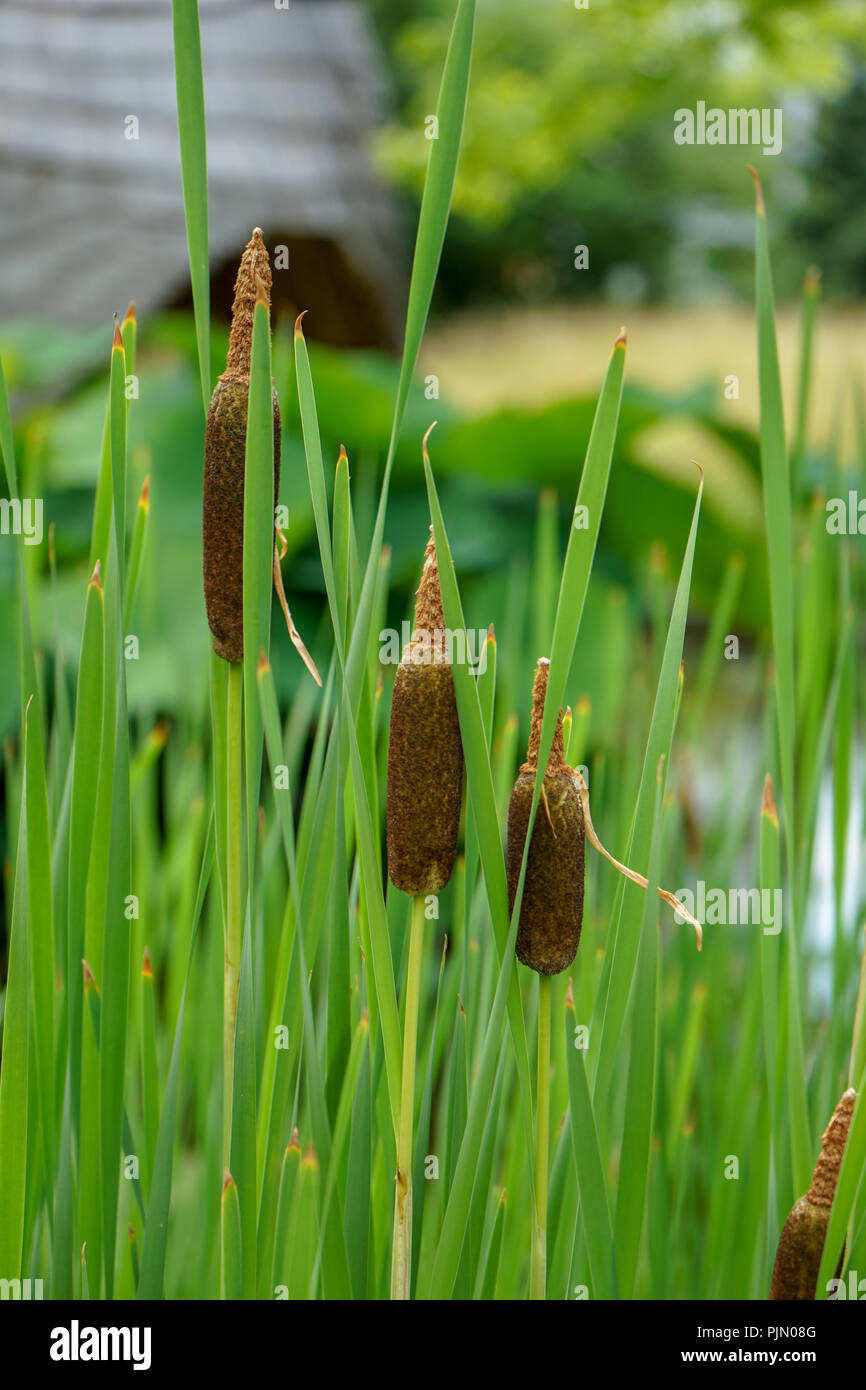 In der Nähe der Sommer Garten Pflanzen Stockfoto