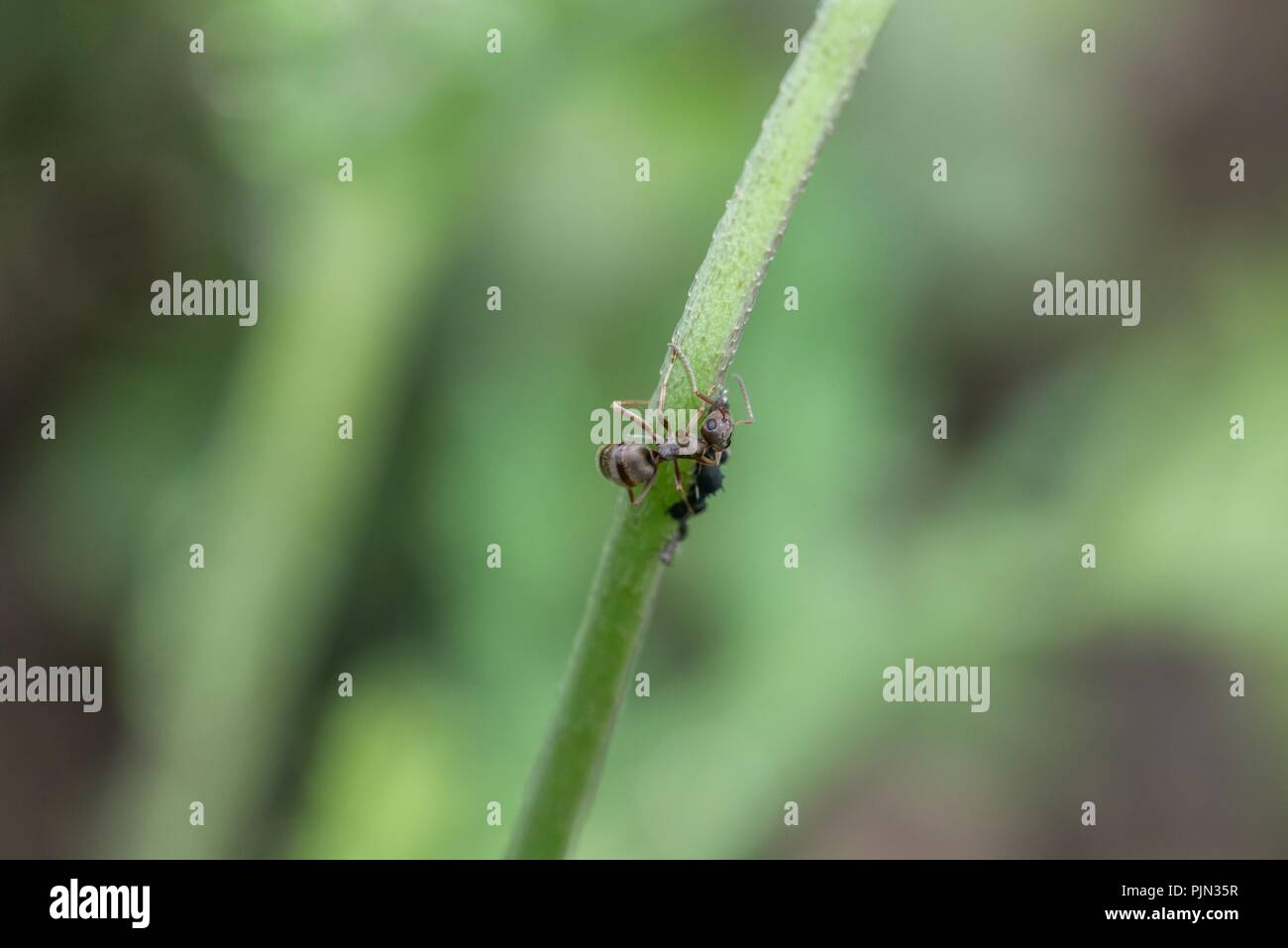 Ameisen Und Lause Auf Einer Blume Stammzellen Im Garten Stockfoto