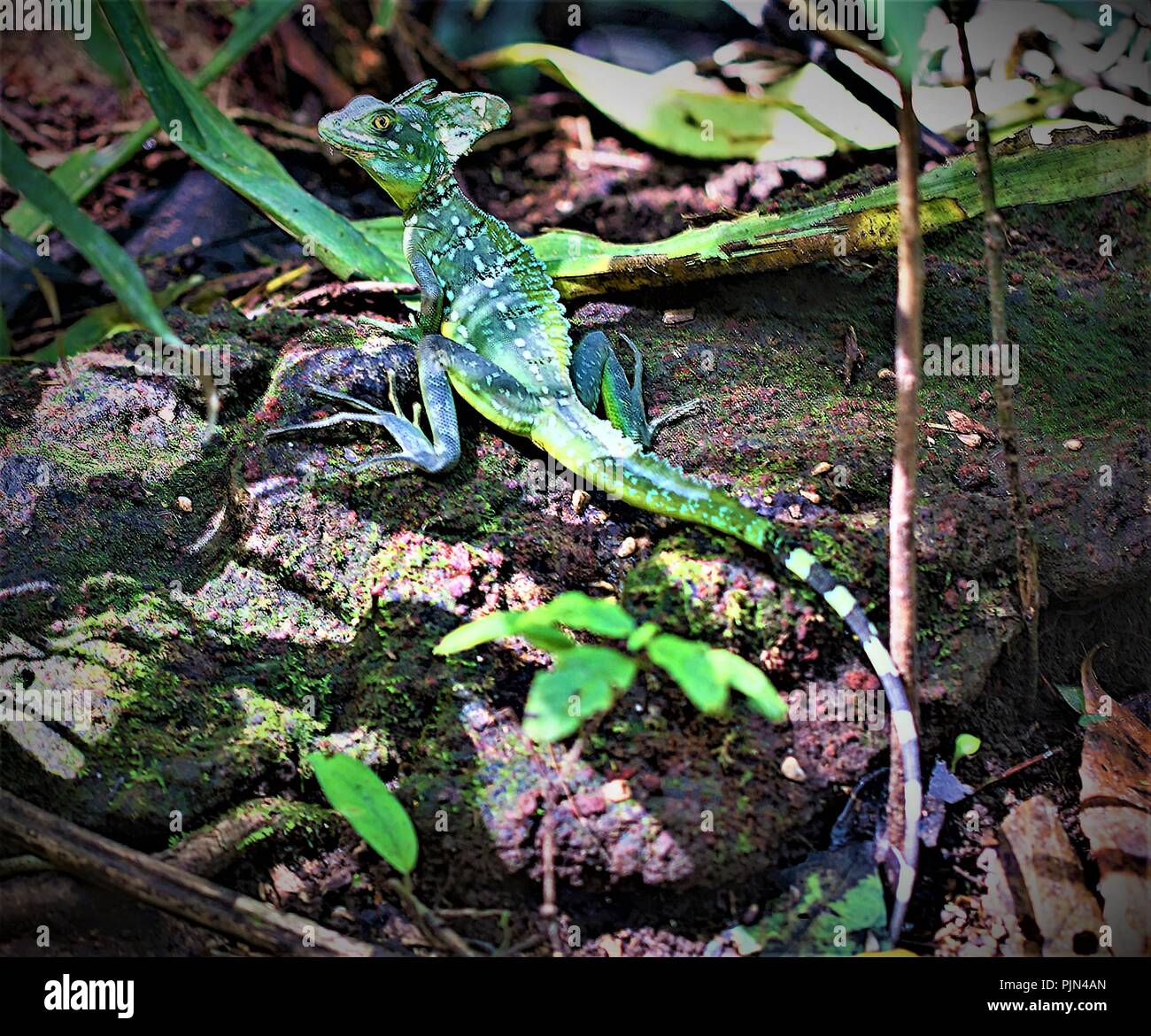 Ein Basilisk, im Schatten ausruhen, im Nationalpark Tortuguero zu erfassen. Stockfoto
