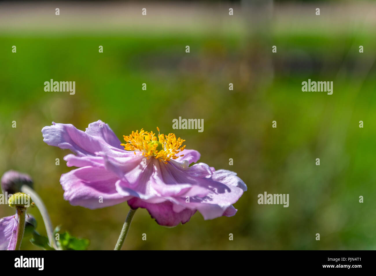 Eine einzelne Blume der Anemone hupehensis Bowles rosa Stockfoto