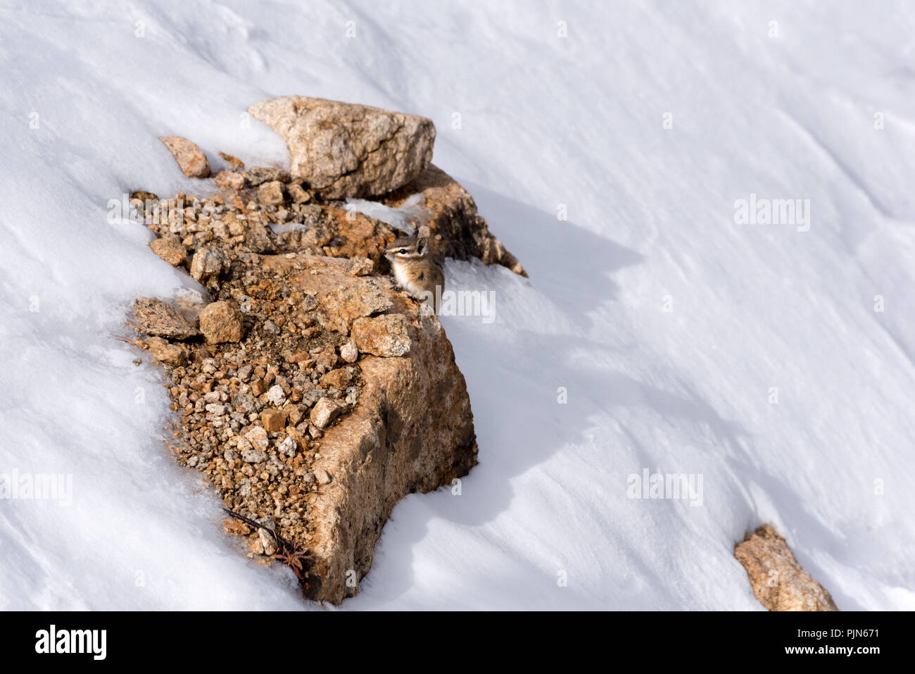 Chipmunk im Schnee Stockfoto