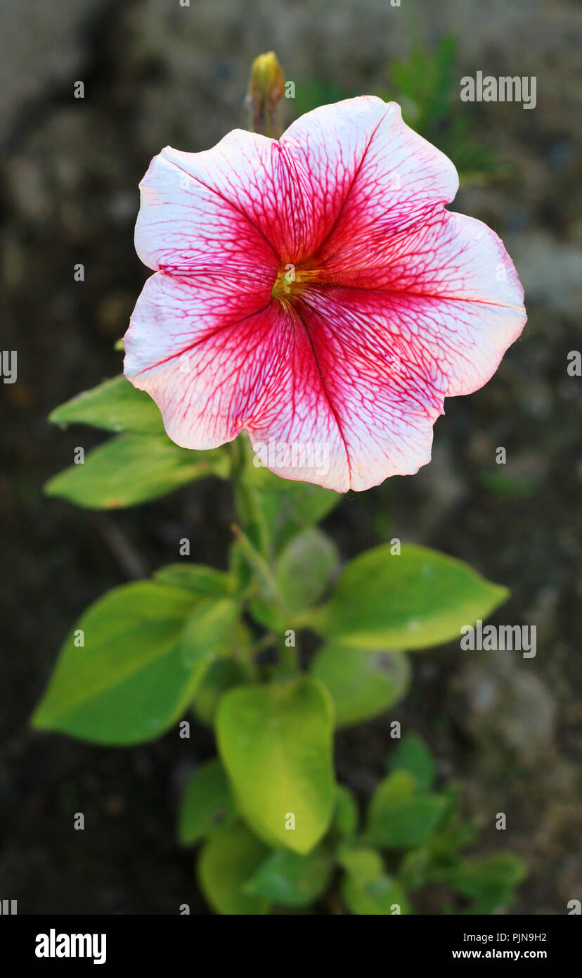 Blühende petunia Blume Nahaufnahme Stockfoto