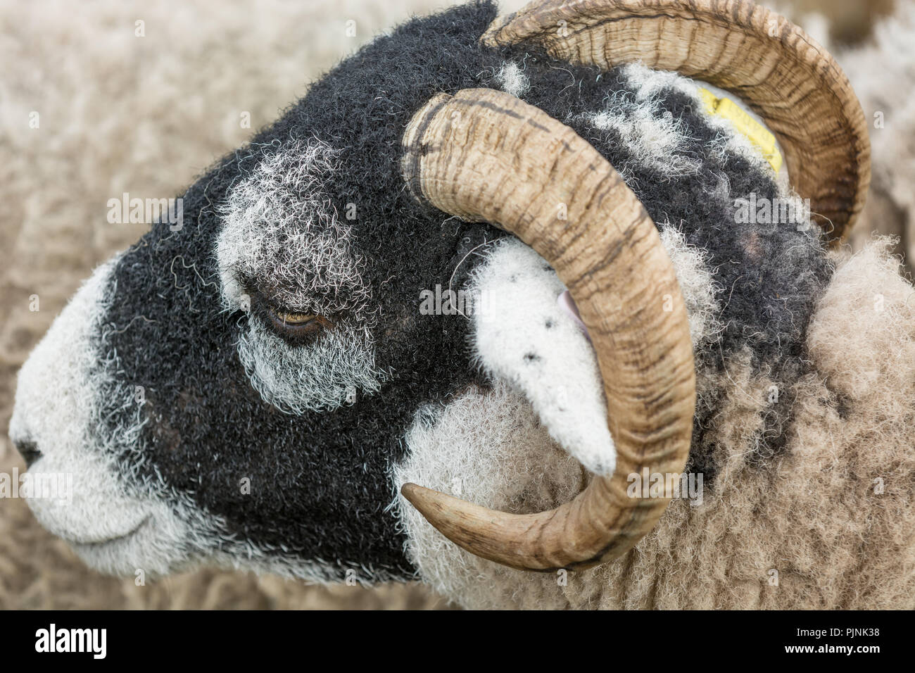 Swaledale Schafen Stockfoto