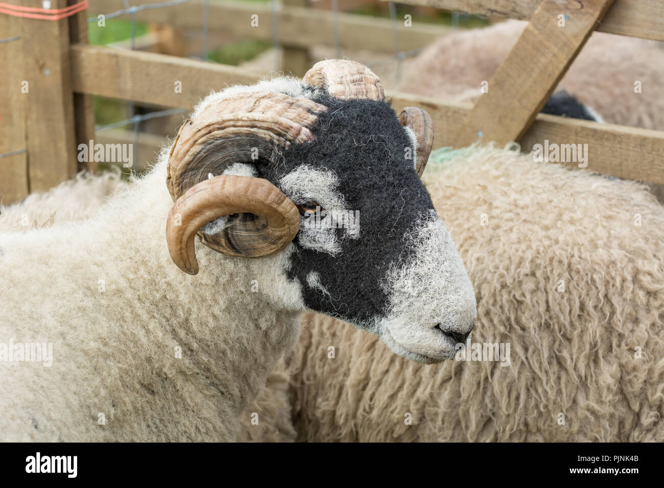 Swaledale Schafen Stockfoto