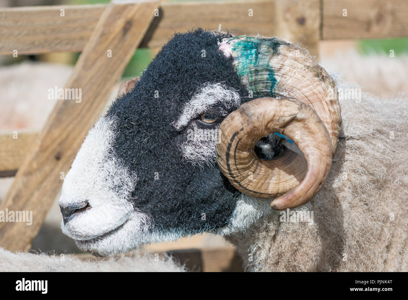 Swaledale Schafen Stockfoto