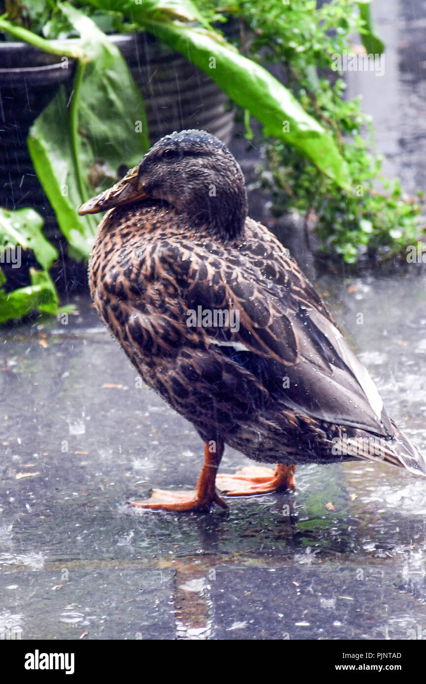 Wales, Großbritannien. 8. September 2018. UK Wetter Dies ist das, was Sie als Wasser einer Enten zurück Ich denke Mallards Enten im Regen. Bt eines nassen Hier in West Wales. Credit: Andrew chittock/Alamy leben Nachrichten Stockfoto