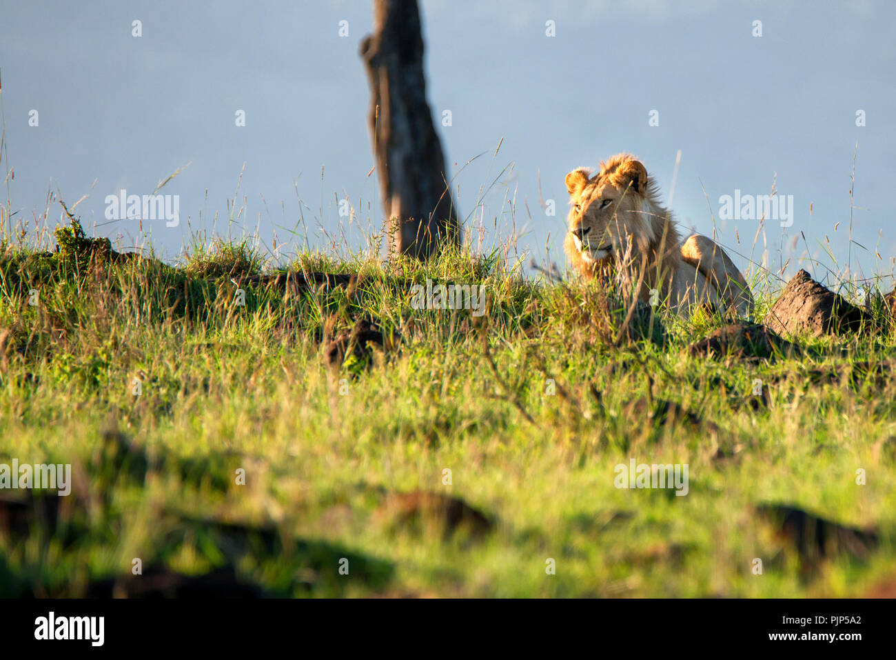 Wunderschöne Lion oder Panthera leo liegt in der Afrikanischen Savanne Stockfoto