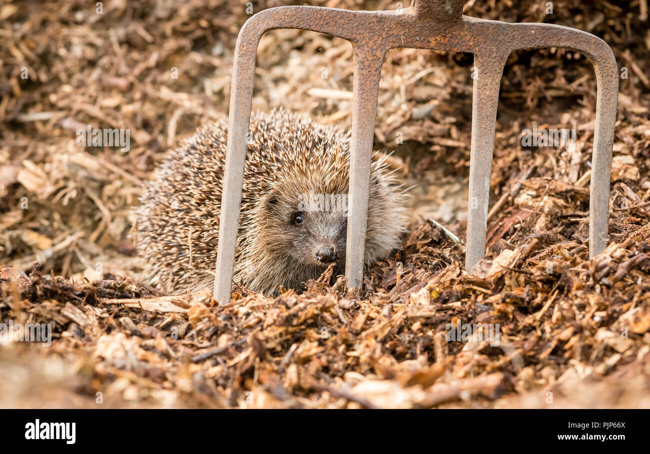 10 Mini-Igel Aus Harz – Süße Garten-Deko Für Beet, Mooslandschaft Oder Miniatur-Garten