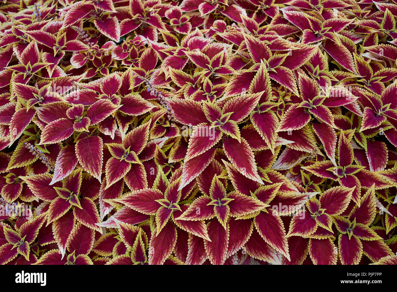 Coleus blumei farbenfrohe Pflanze Stockfoto