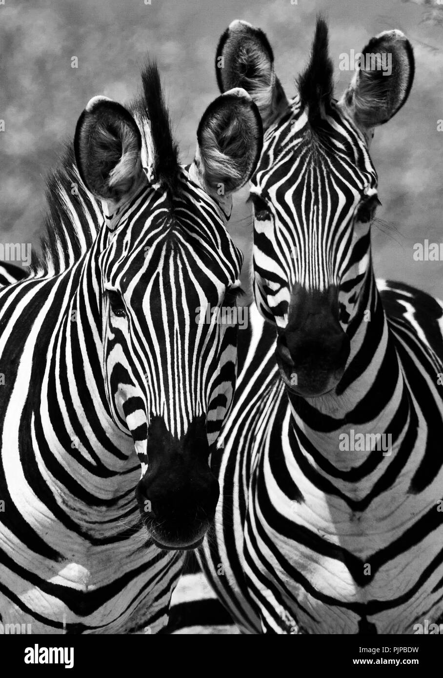 Obwohl oberflächlich ähnlichen jedes zebra Streifenmuster ist einzigartig, notwendig für individulas innerhalb der Herde erkannt zu werden. Dies ist besonders Imp Stockfoto