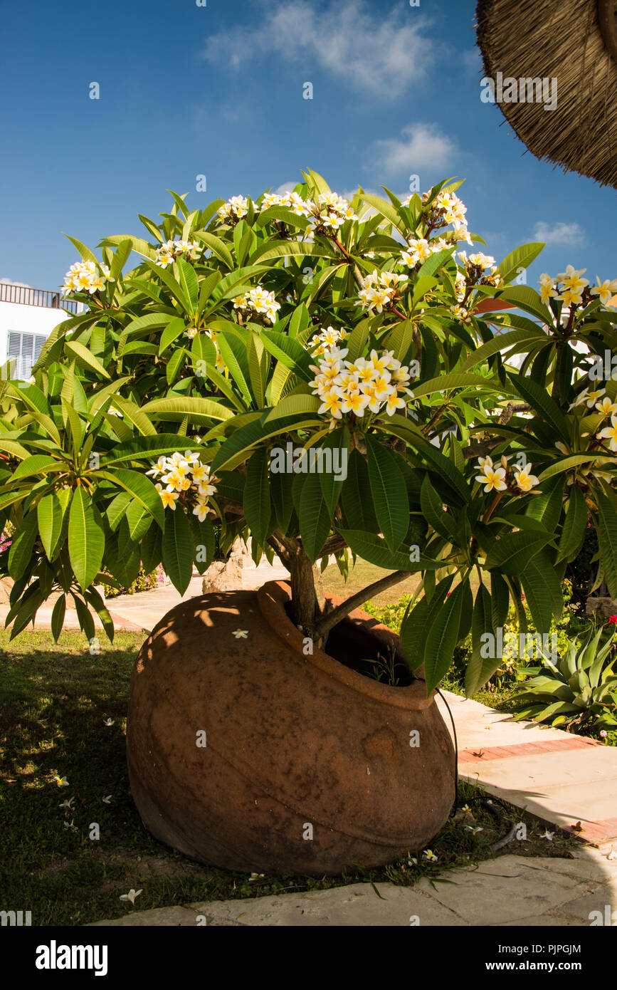 Frangipani Anlage Stockfoto