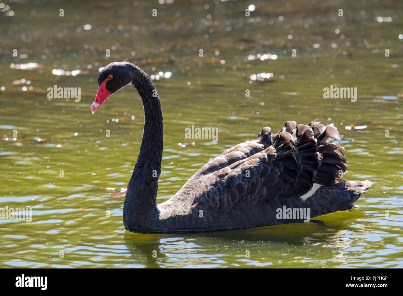 Ein in Western Australia geborener Schwarzer Schwan (Cygnus atratus), der in einem Teich im Centennial Park in Sydney in Australien schwimmt Stockfoto