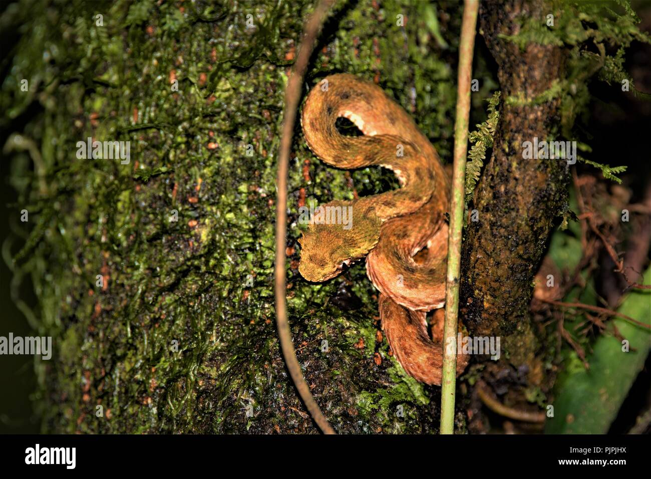 Costa Rica's zweite Die meisten giftige Schlange. Stockfoto