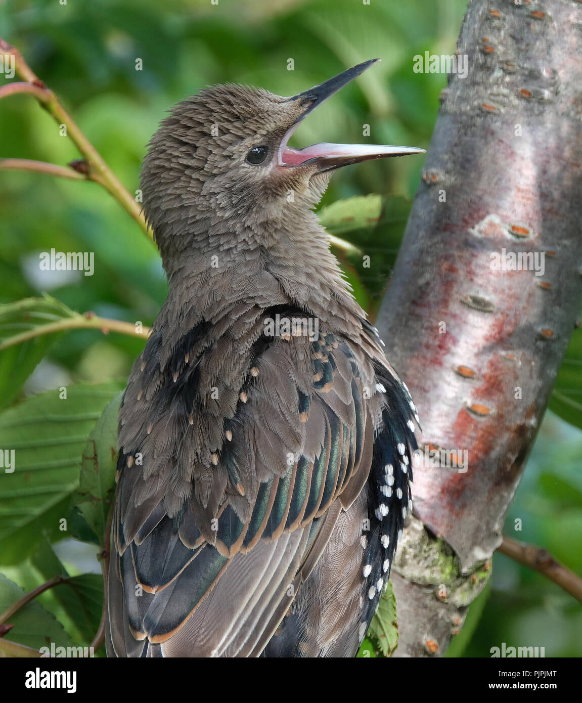 Junge Stare erhalten nach Gefieder Fütterung im städtischen Garten. Stockfoto