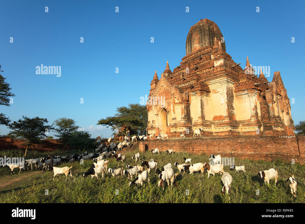 Ein Bauer mit ihren Ziegen in der Nähe einer der antiken Tempel von Bagan, Myanmar (Birma) Stockfoto