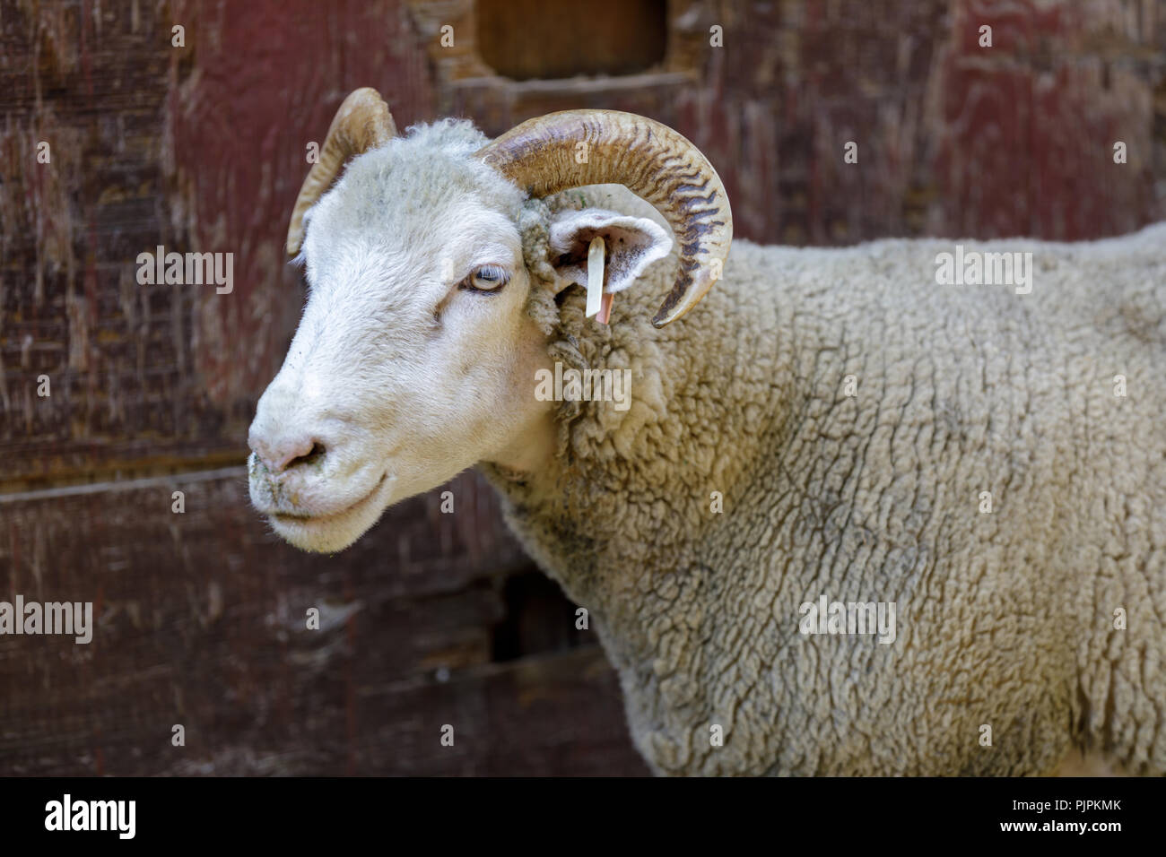 Hausschafe (Dorset Horn Rasse) Erwachsenen. Stockfoto