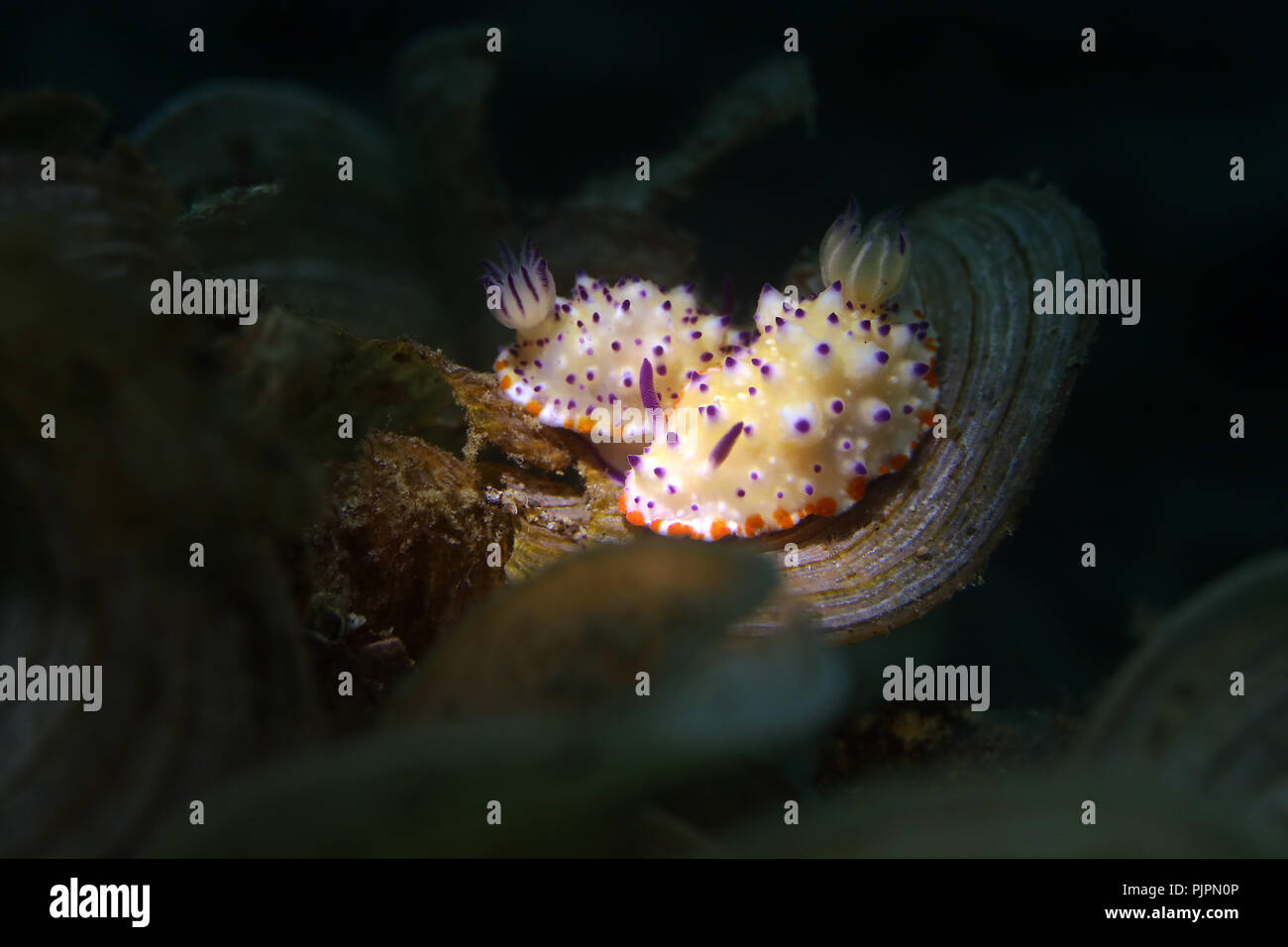 Nacktschnecke Glossodoris multituberculata. Bild wurde in Lembeh, Indonesien Stockfoto