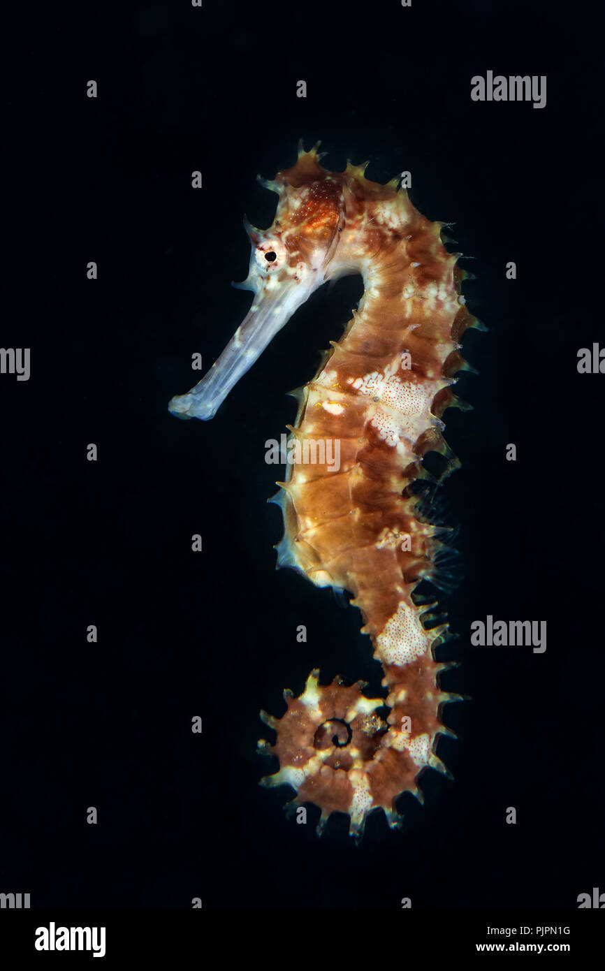 Seepferdchen (Hippocampus histrix). Bild wurde in der Lembeh Strait, Indonesien Stockfoto