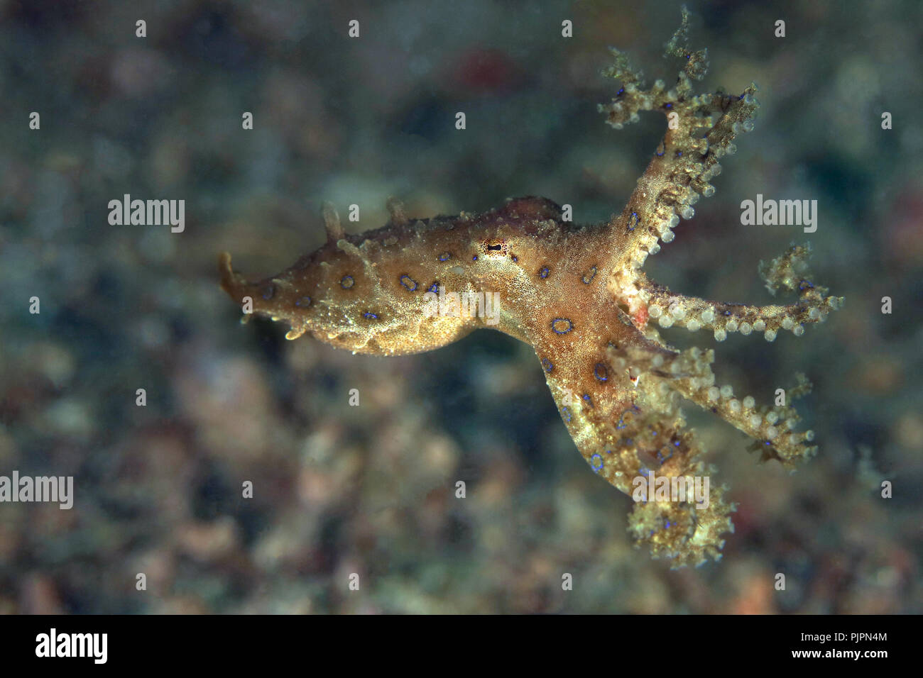 Blue ring Octopus (Hapalochlaena lunulata). Bild wurde in Lembeh Strait, Indonesien Stockfoto