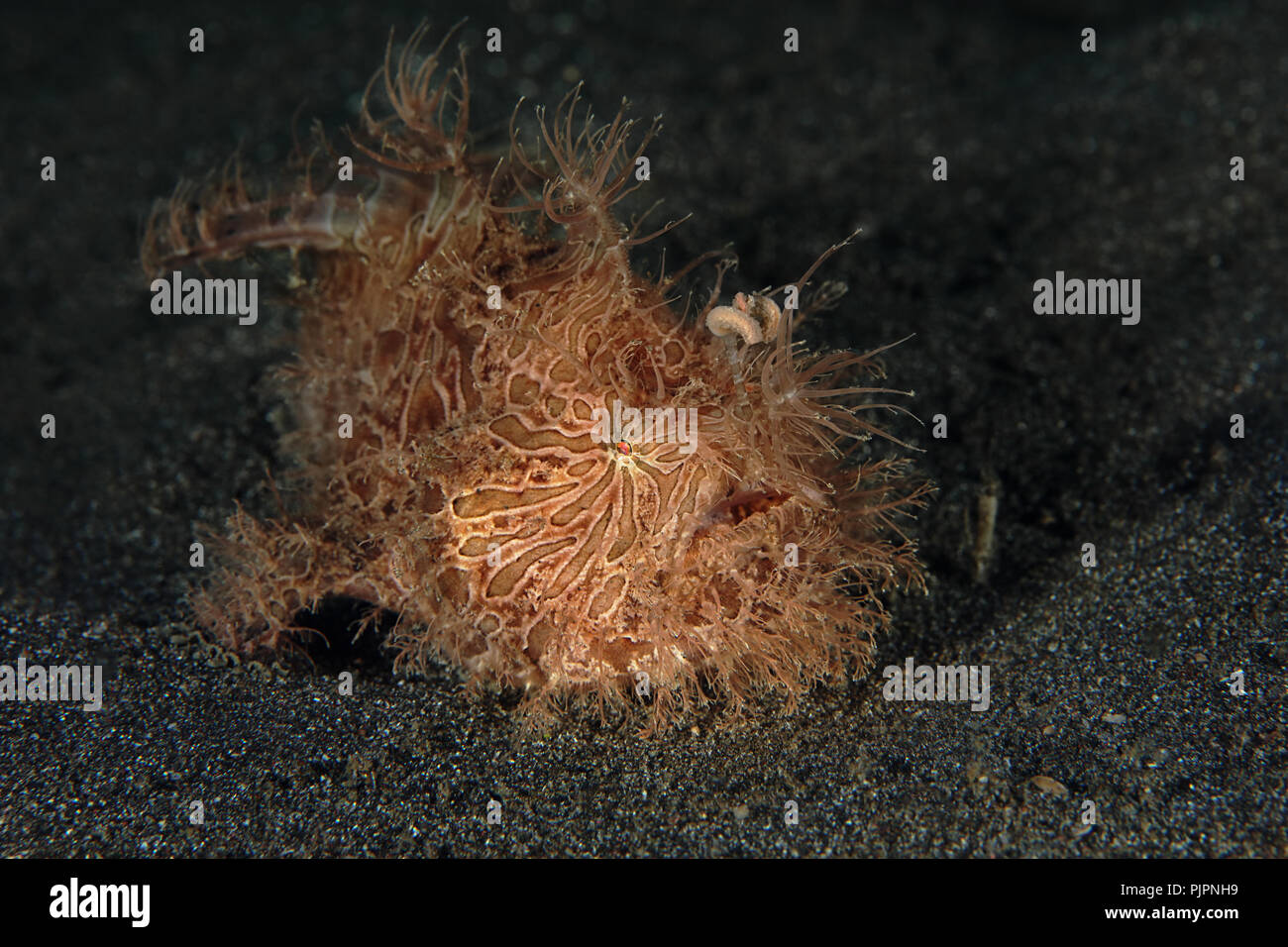 Haariger Anglerfisch (Antennarius striatus). Bild wurde in Lembeh, Indonesien Stockfoto