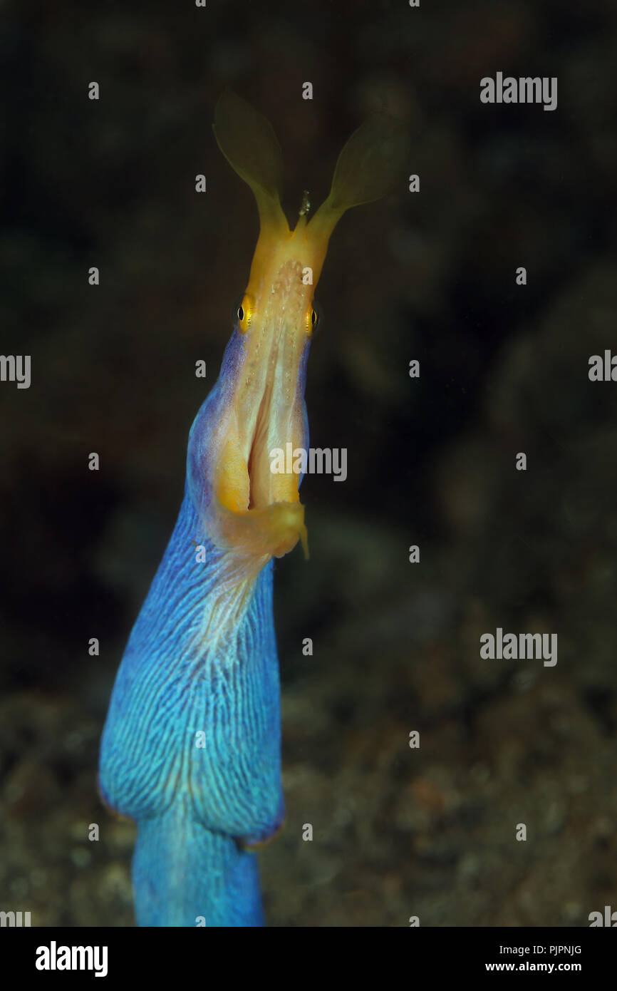 Ribbon eel (Rhinomuraena quaesita). Männliche Phase. Bild wurde in Lembeh, Indonesien Stockfoto