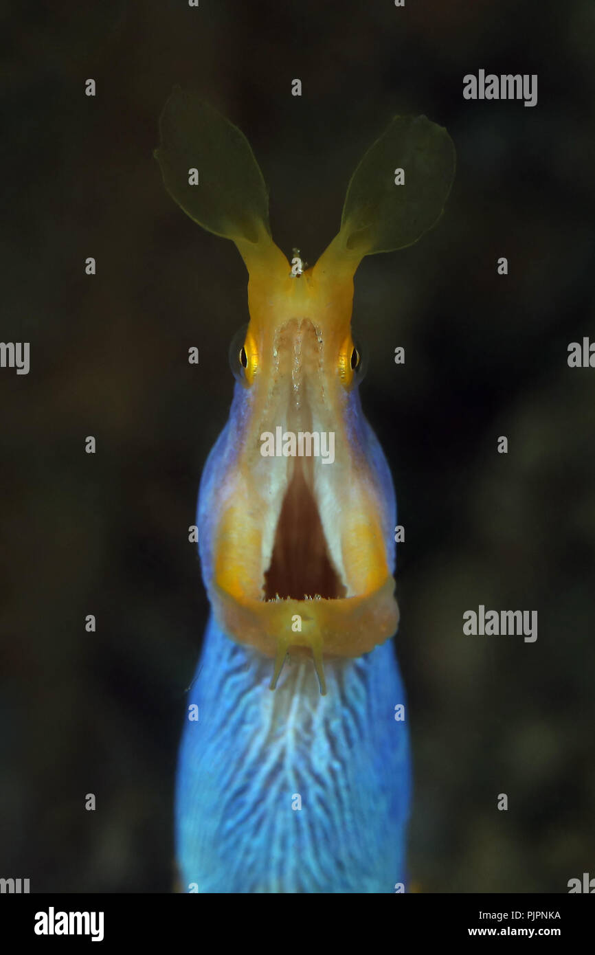 Ribbon eel (Rhinomuraena quaesita). Männliche Phase. Bild wurde in Lembeh, Indonesien Stockfoto