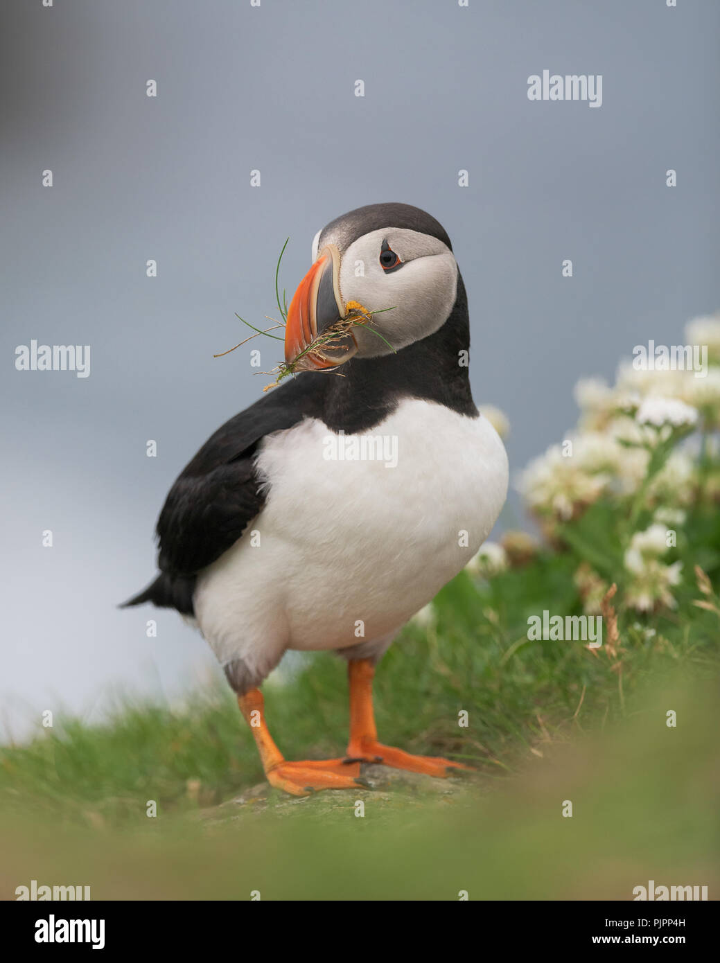 Papageitaucher (Fratercula arctica) in Elliston, Neufundland und Labrador Stockfoto