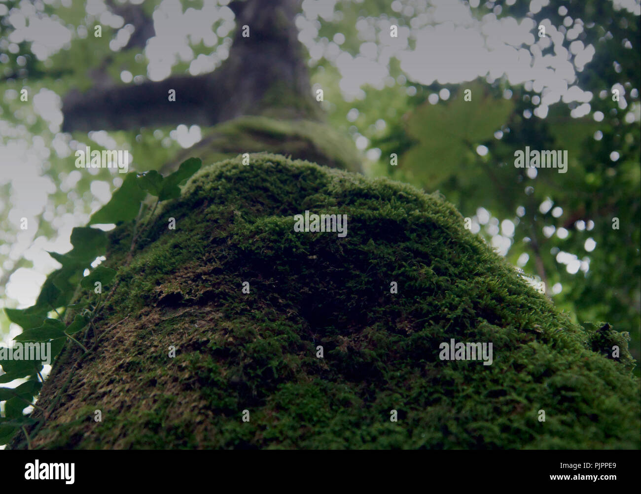 Moos bedeckt von Baum aus dem Boden, um Blätter von Bäumen, Sonnenlicht durch Blätter gesehen. Stockfoto
