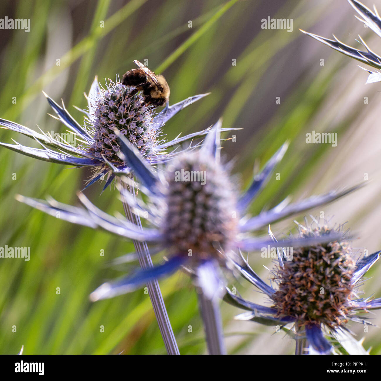 Eine Biene auf einer Blume Sammeln von Honig. Stockfoto