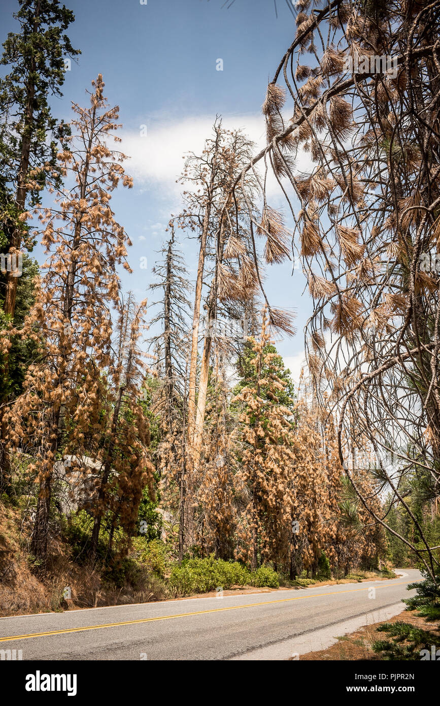Tote und Sterbende Bäume entlang der Route 107 in den Sequoia National Forest in Kalifornien Stockfoto