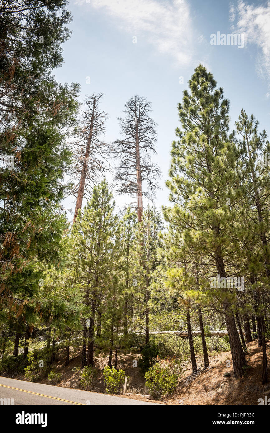 Tote und Sterbende Bäume entlang der Route 107 in den Sequoia National Forest in Kalifornien Stockfoto