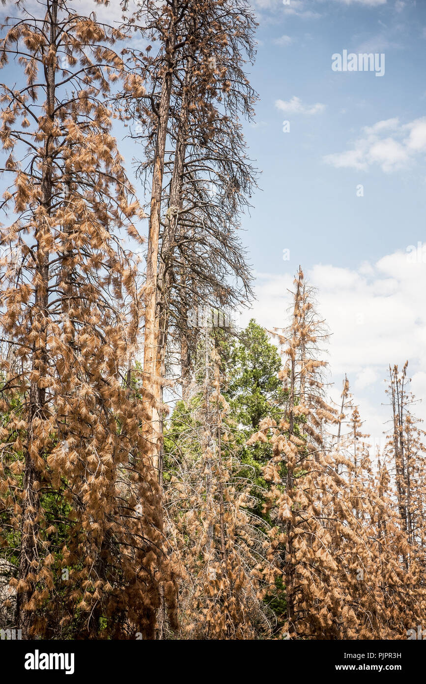 Tote und Sterbende Bäume entlang der Route 107 in den Sequoia National Forest in Kalifornien Stockfoto