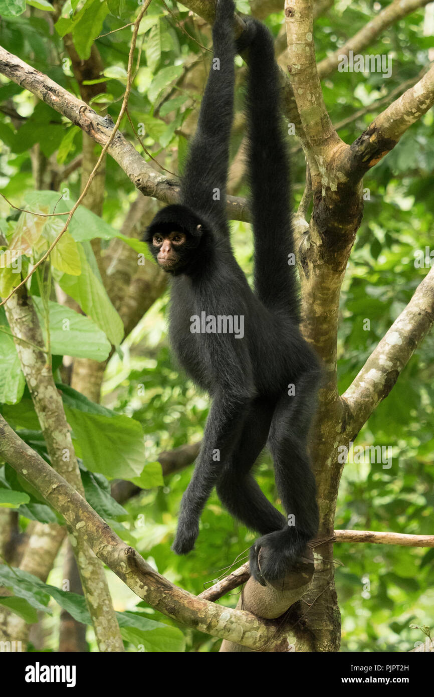 Die Peruanische spider Monkey (Ateles chamek) auch als schwarz-schwarz spider Monkey konfrontiert bekannt Stockfoto