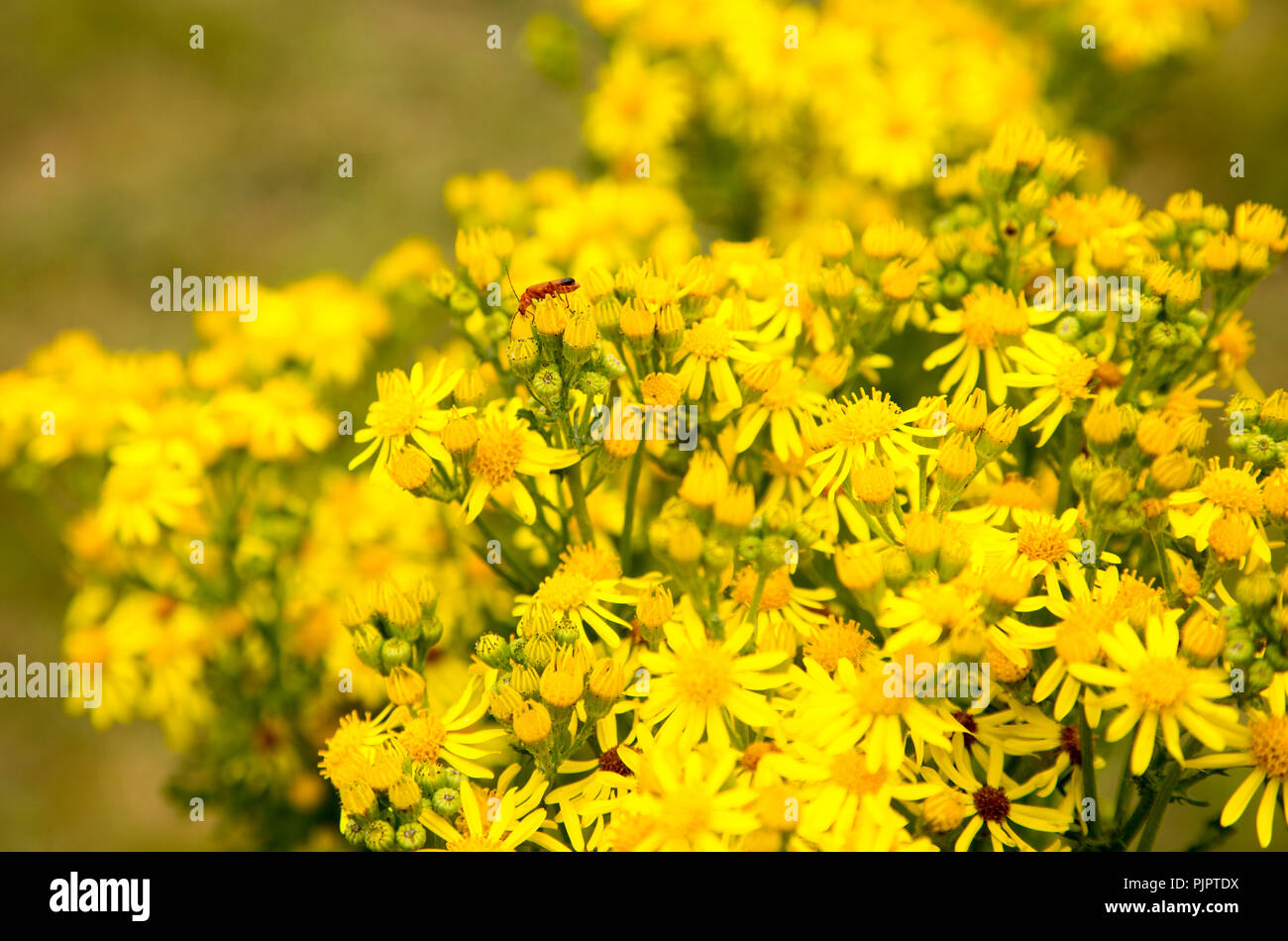 Gelbe Common Ragwort Blumen, Cardamine pratensis L., wachsen in Suffolk Sandlings, in der Nähe von Shottisham, Suffolk, England, Großbritannien Stockfoto
