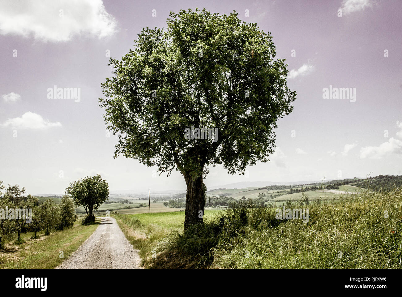 Entlang der historischen Route der Via Francigena, Crete Senesi, Toskana, 2018. Stockfoto