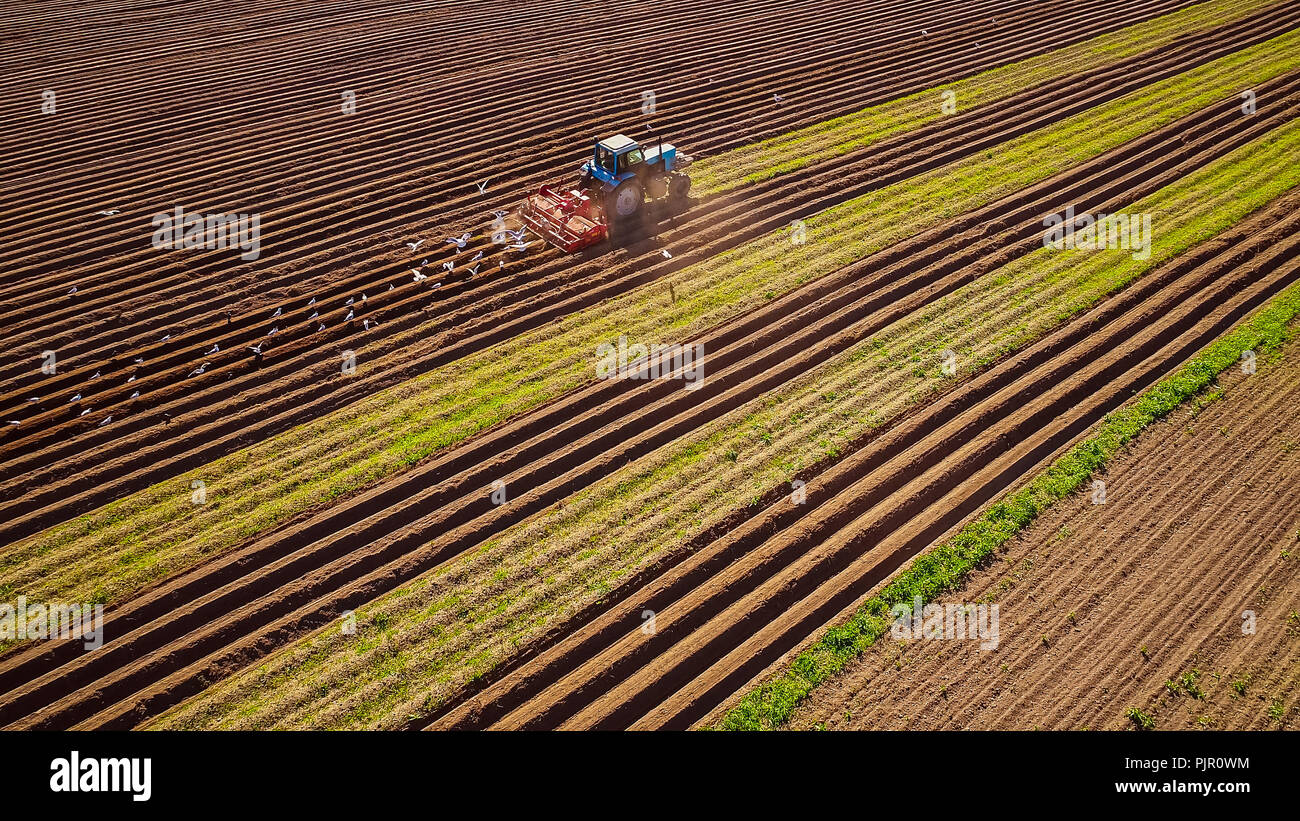 Landwirtschaftliche Arbeit auf einem Traktor, der Sämann sät Korn. Hungrige Vögel fliegen hinter dem Traktor, und Getreide aus dem Ackerland essen. Stockfoto