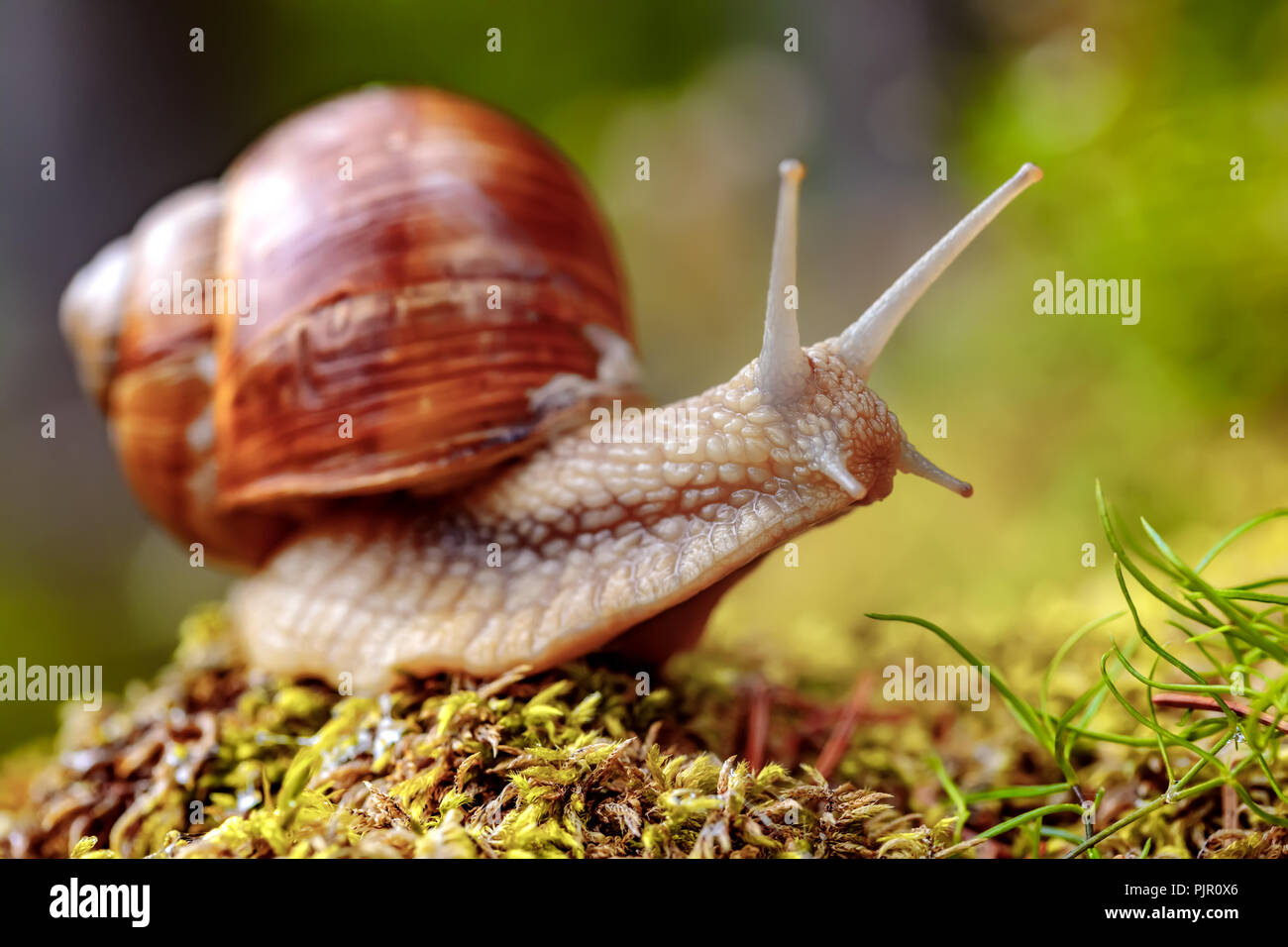 Helix pomatia auch römische Schnecke, Weinbergschnecken, weinbergschnecke oder Escargot, ist eine Pflanzenart aus der Gattung der Großen, Essbar, Atemluft- land Schnecke, eine terrestrische Pulmo Stockfoto