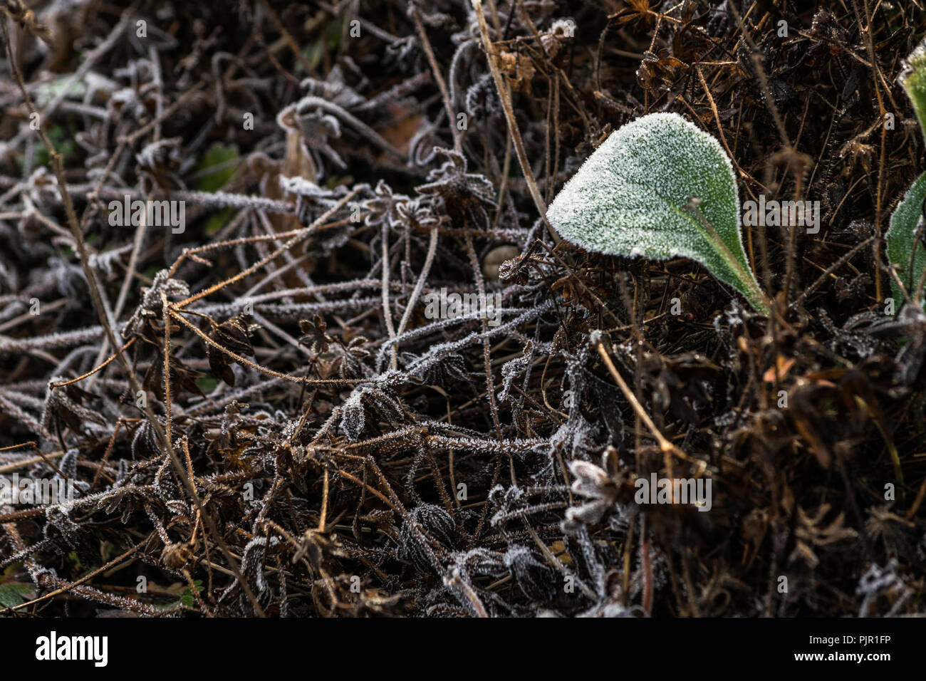 Frosty Pflanzen auf eine Dezember Morgen auf Aylesbeare Common in East Devon, England, Vereinigtes Königreich. Stockfoto