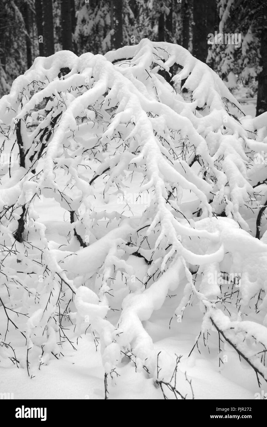 Bäume unter dem Schnee, Auvergne, Frankreich. Ghoul Pass Stockfoto