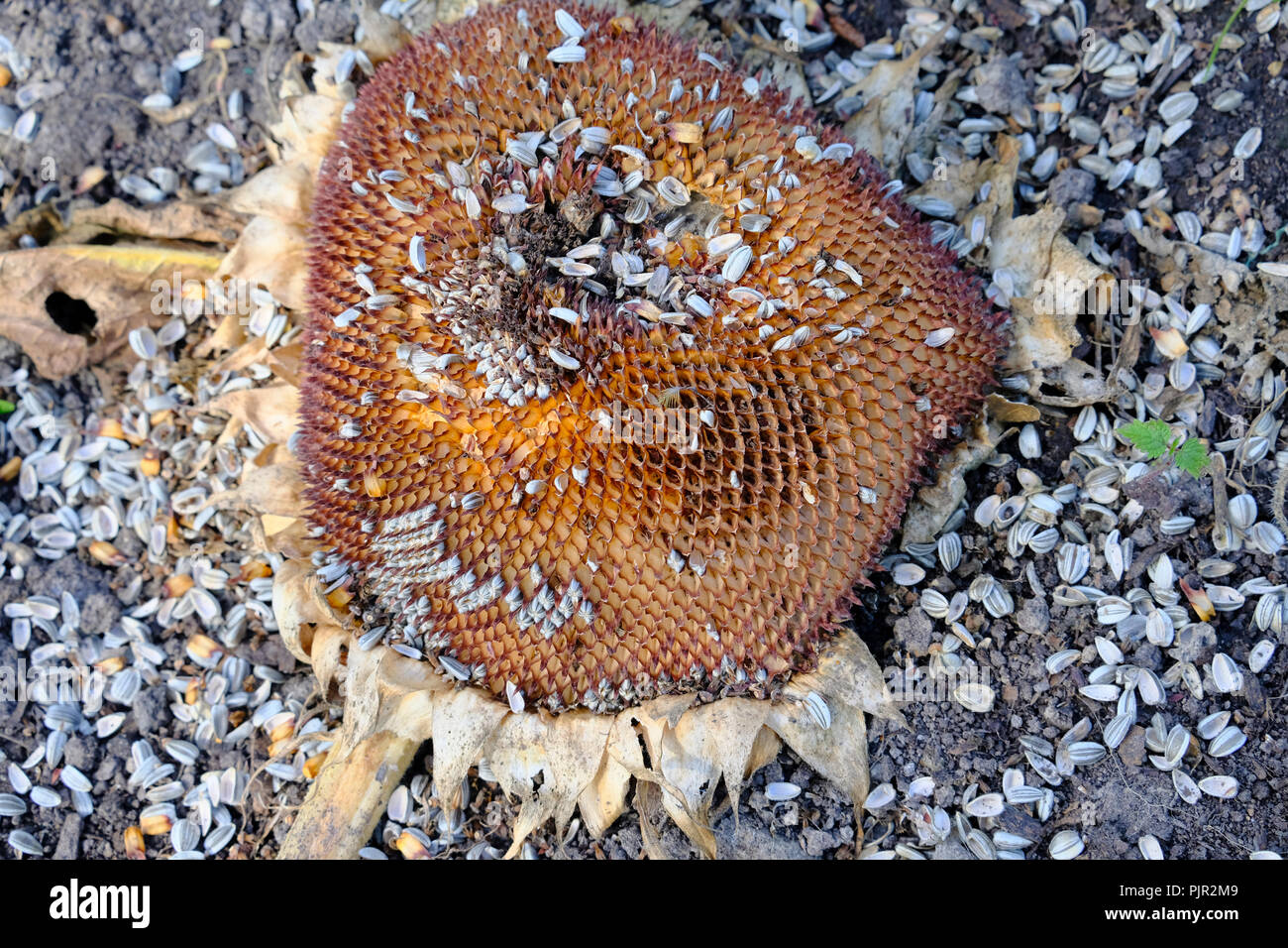 Sonnenblumenkerne Kopf auf den Boden für die Vögel gefallen Stockfoto