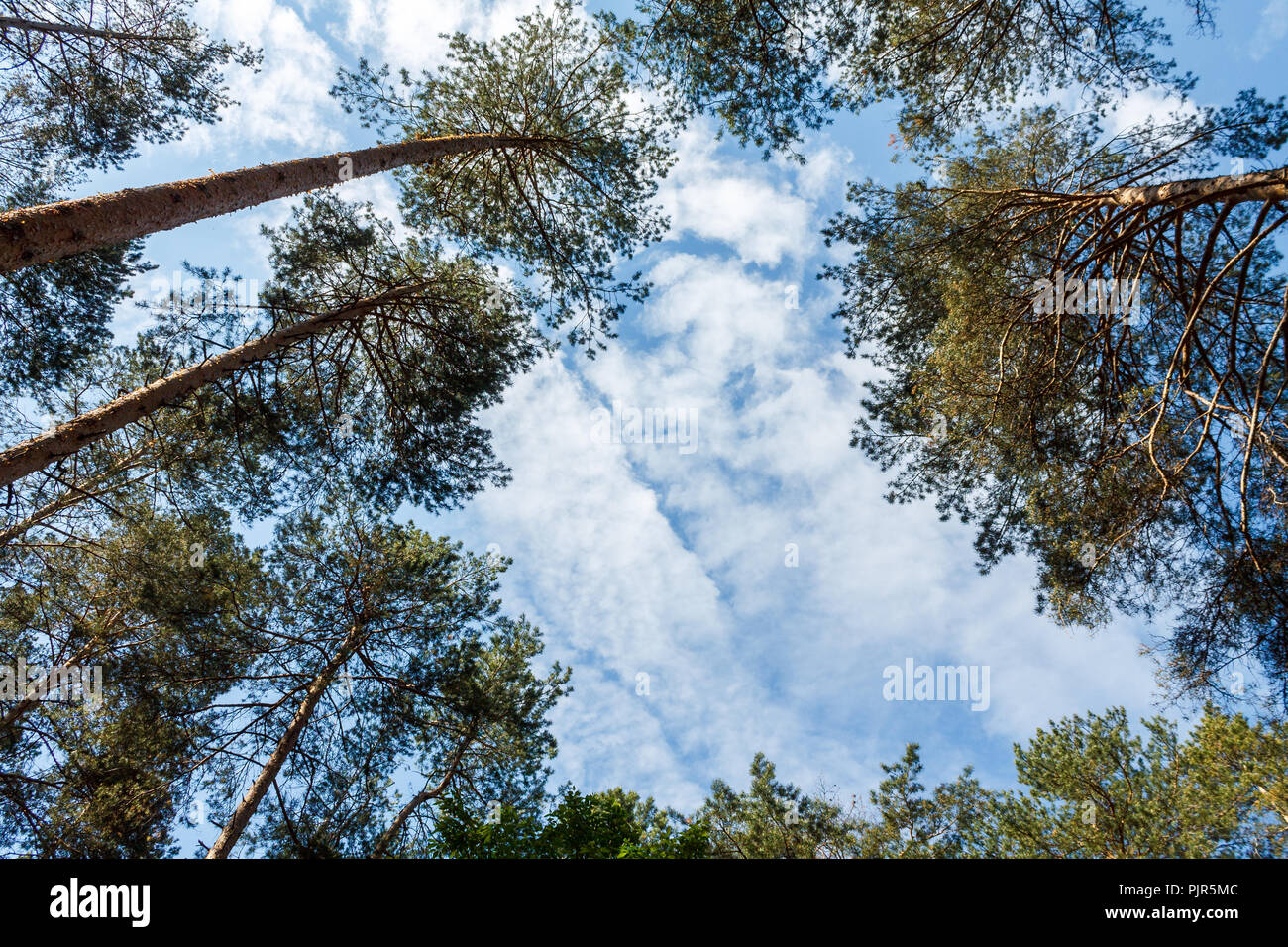 Blick auf den blauen Himmel mit weißen Wolken in einem grünen Wald. Stockfoto