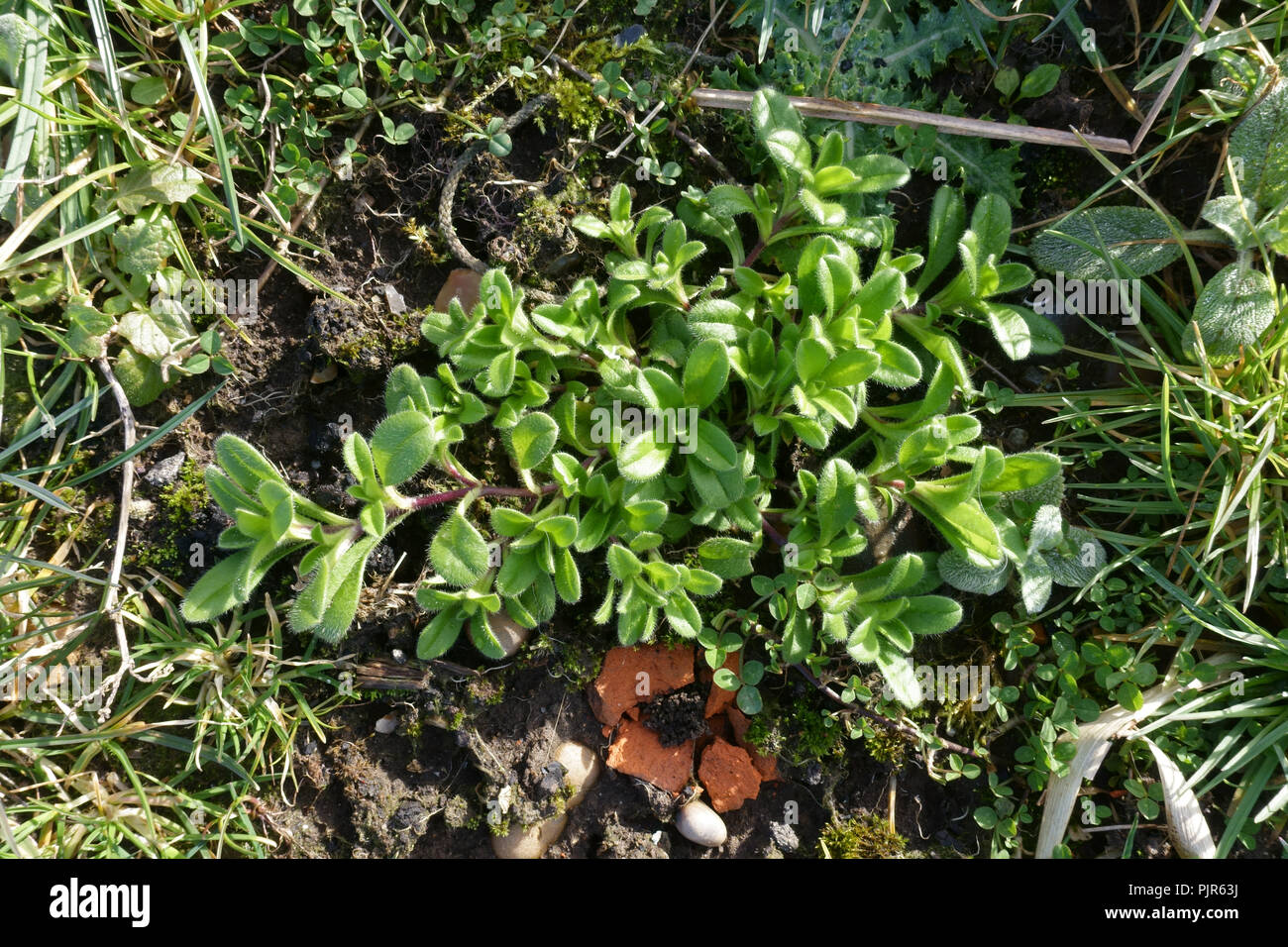 Gemeinsame Maus - Ohr, Cerastium fontanum, junge Pflanzen sich rasch entwickelnden im Winter, Berkshire, Februar Stockfoto