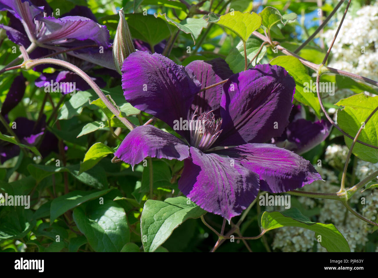 Clematis 'Gipsy Queen' eine große Spät blühenden Beschneidung Gruppe 3 blau Kletterer unter Holzbär, Juni Stockfoto